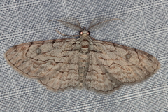 Orbamia octomaculata