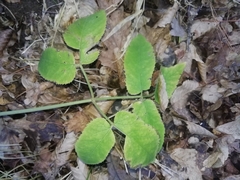Aegopodium