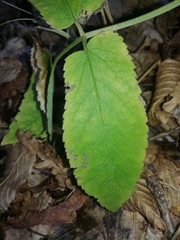 Aegopodium