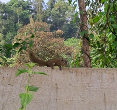 Callosciurus pygerythrus