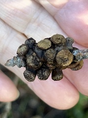 Disholcaspis prehensa