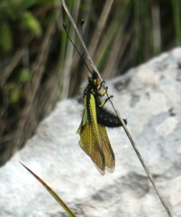 Libelloides coccajus