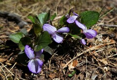 Viola rupestris