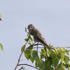 Muscicapa striata striata