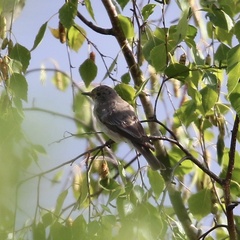 Muscicapa striata striata