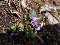 Viola rupestris