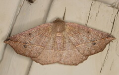 Psilocerea pulverosa