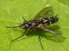 Mintho rufiventris