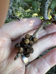 Disholcaspis prehensa