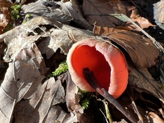 Sarcoscypha coccinea