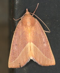 Terpnostola ardescens
