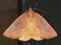 Terpnostola ardescens