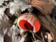 Sarcoscypha coccinea