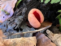 Sarcoscypha coccinea