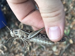 Schistocerca serialis cubense