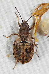 Nithecus jacobaeae