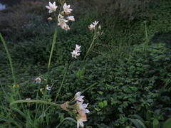 Nothoscordum