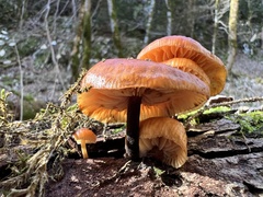 Flammulina velutipes