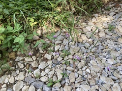 Desmodium cuspidatum