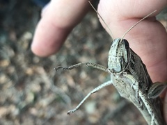 Schistocerca serialis cubense