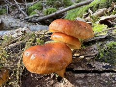 Flammulina velutipes