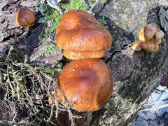 Flammulina velutipes