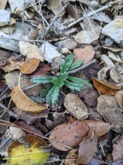 Ajuga iva