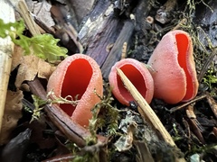 Sarcoscypha coccinea
