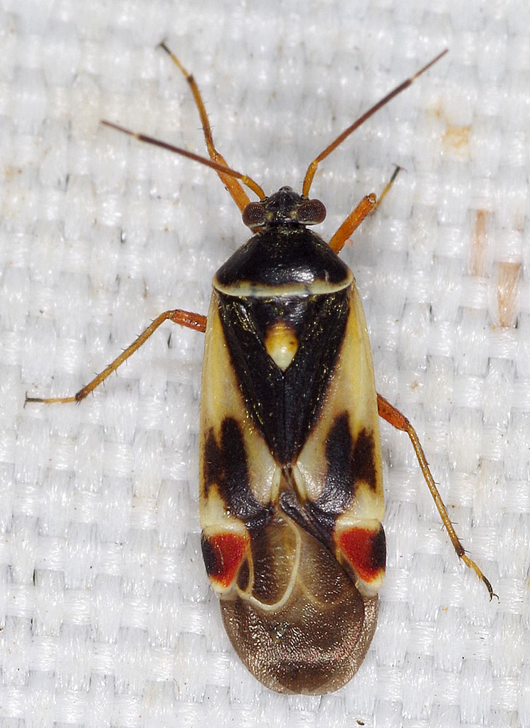 Poeciloscytus