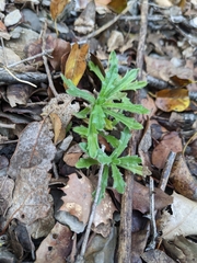 Ajuga iva
