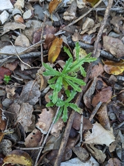 Ajuga iva
