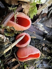 Sarcoscypha coccinea