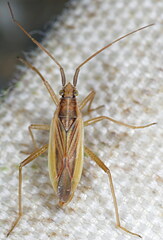 Stenodema holsata