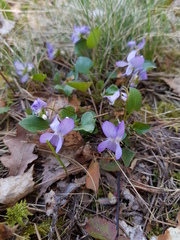 Viola rupestris