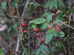 Rosa sempervirens