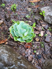 Echeveria secunda