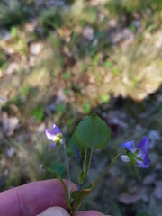 Viola rupestris