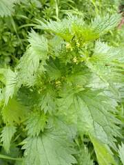 Urtica urens