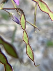 Desmodium cuspidatum