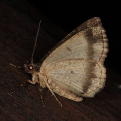 Xylopteryx arcuata
