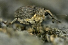 Ceutorhynchini
