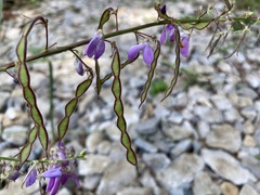 Desmodium cuspidatum