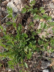 Patellifolia procumbens