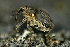 Ceutorhynchini