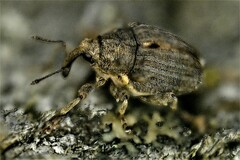 Ceutorhynchini