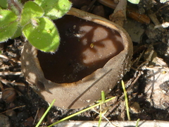 Helvella acetabulum