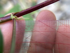 Desmodium cuspidatum