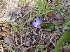 Viola rupestris