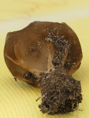Helvella acetabulum