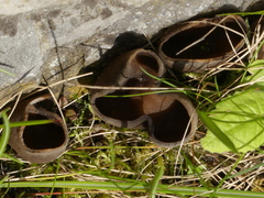 Helvella acetabulum